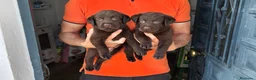 Labrador Retriever perros en venta: LABRADOR CHOCOLATE DISPONIBLE - Anuncio 3