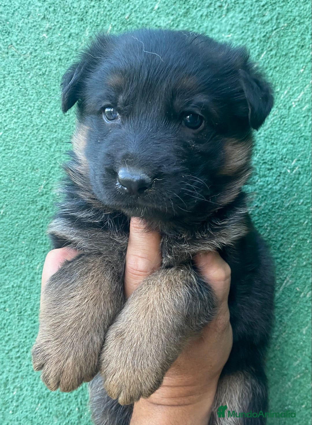 Pastor Alemán perros en venta: Cachorros de pastor alemán  en Salamanca - Imagen 13