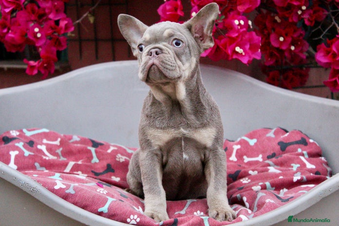 Bulldog Francés perros - Anuncio 7