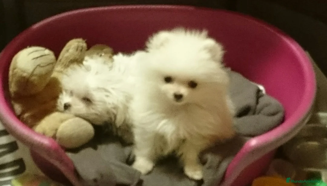 Pomerania perros en venta: Lulú de Pomerania en Barcelona - Anuncio 2
