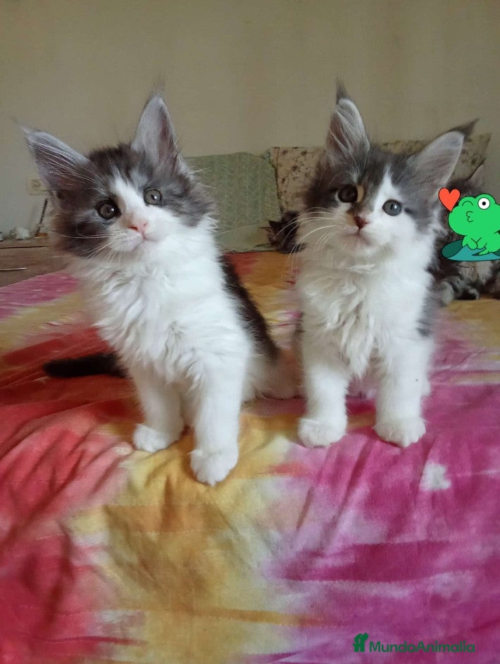 Maine Coon gatos Maine como  - Anuncio 2