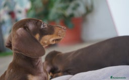 Teckel Miniatura perros en venta: ✨ Cacao & Bongo ✨ - Imagen 8