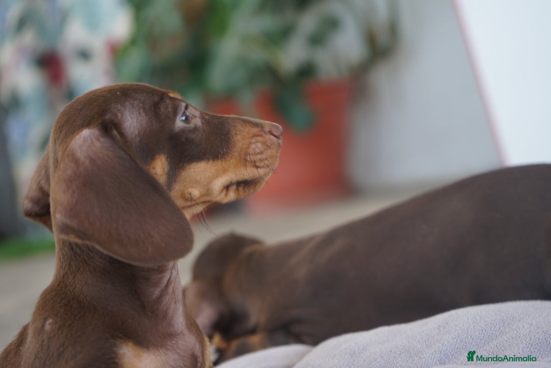 Teckel Miniatura perros en venta: ✨ Cacao & Bongo ✨ - Imagen 8