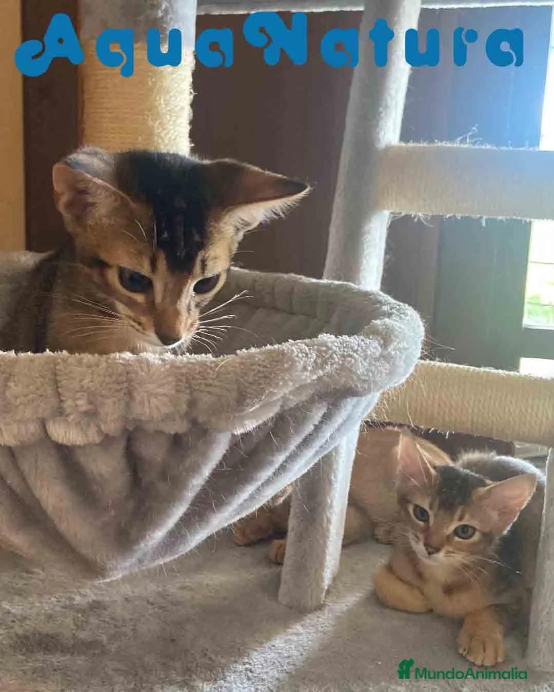 Abisinio gatos en venta: Camada gatitos Abisinio AQUANATURA - Anuncio 6