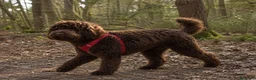 Labradoodle perros en venta: Labradoodle únicos  - Anuncio 10