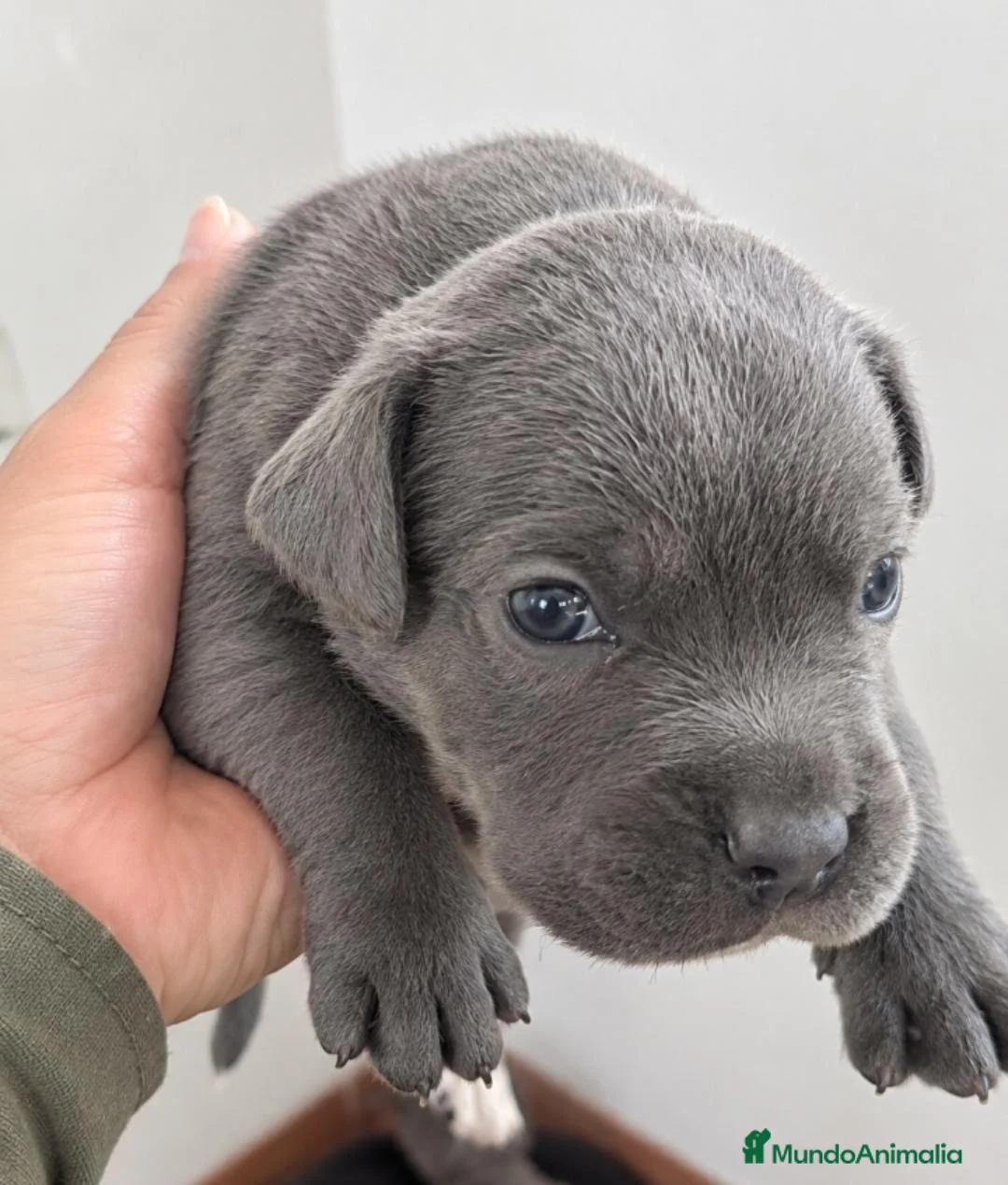 Cane Corso perros en venta: CANE CORSO - Anuncio 5