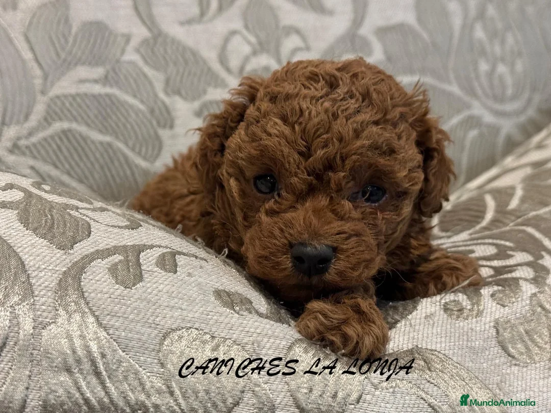 Caniche Toy perros en venta: caniche toy en Illes Balears - Anuncio 2