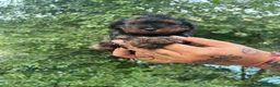 Caniche Toy perros en venta: Caniche toy - Anuncio 3