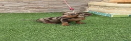 Teckel Miniatura perros en venta: Disponible hembra d teckel arlequín chocolate  - Anuncio 2