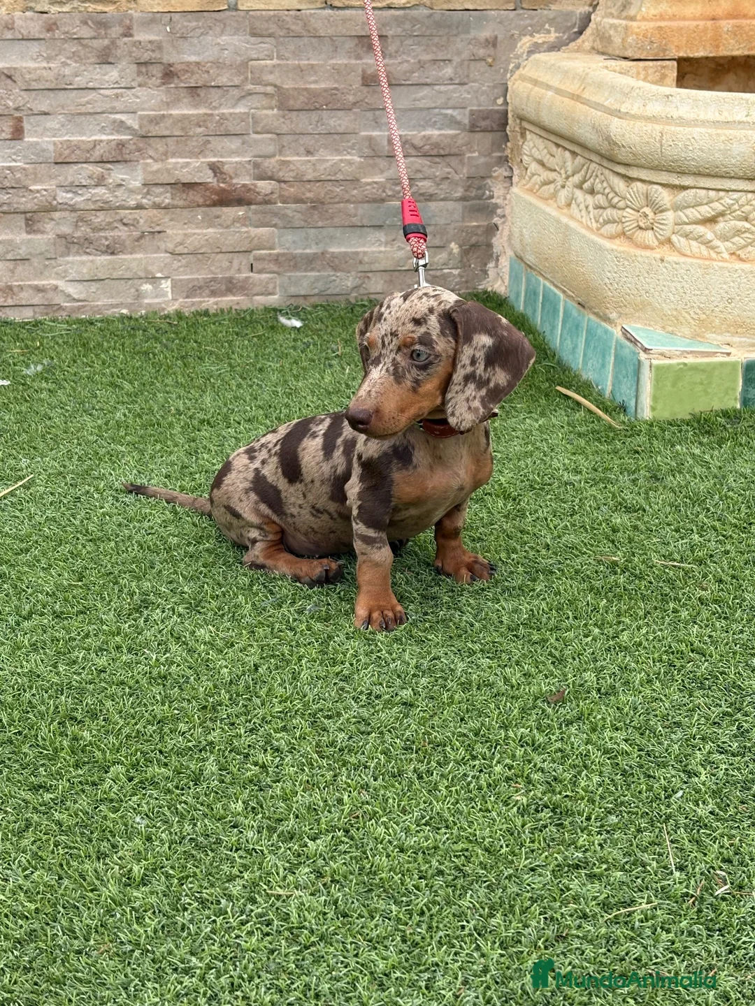 Teckel Miniatura perros en venta: Disponible hembra d teckel arlequín chocolate  - Anuncio 2