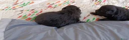 Pomapoo perros en venta: POMAPOO HEMBRITAS - Anuncio 4