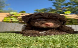 Perro de Agua Español perros en venta: PERRO DE AGUA HEMBRA - Imagen 13