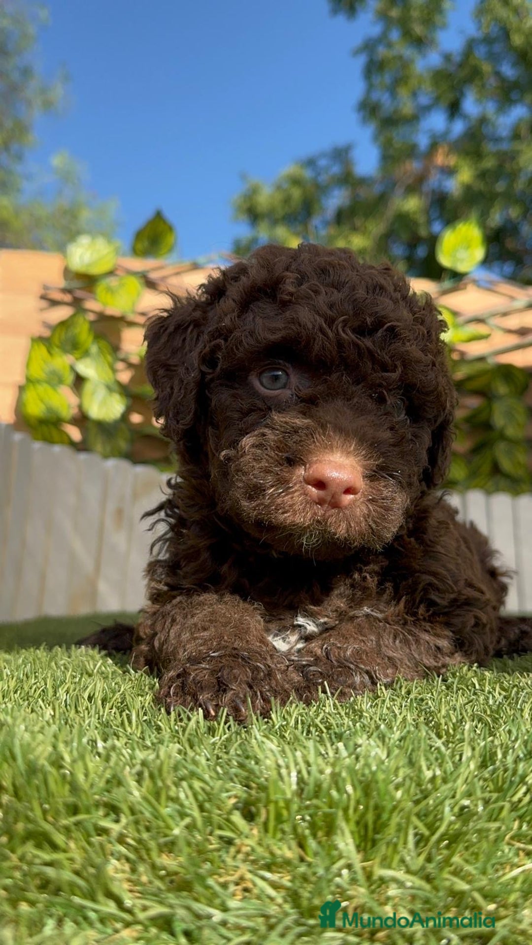 Perro de Agua Español perros en venta: PERRO DE AGUA HEMBRA - Imagen 13