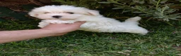 Bichón Maltés perros en venta: Bichón Maltés Machos y Hembras - Anuncio 7
