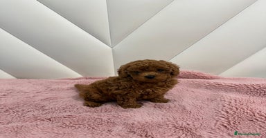 Caniche Toy perros - Anuncio 13