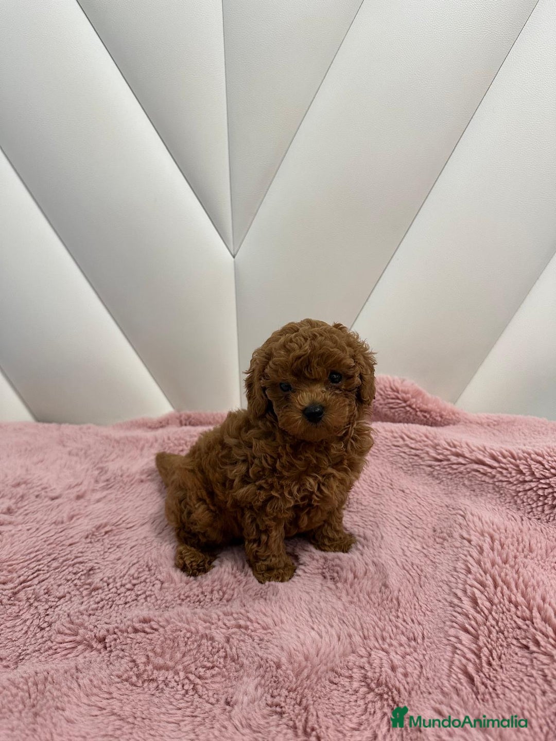 Caniche Toy perros en venta: Caniche Toy Rojo - Imagen 2