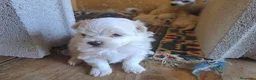 Bichón Maltés perros en venta: Bichon Maltes - Anuncio 6