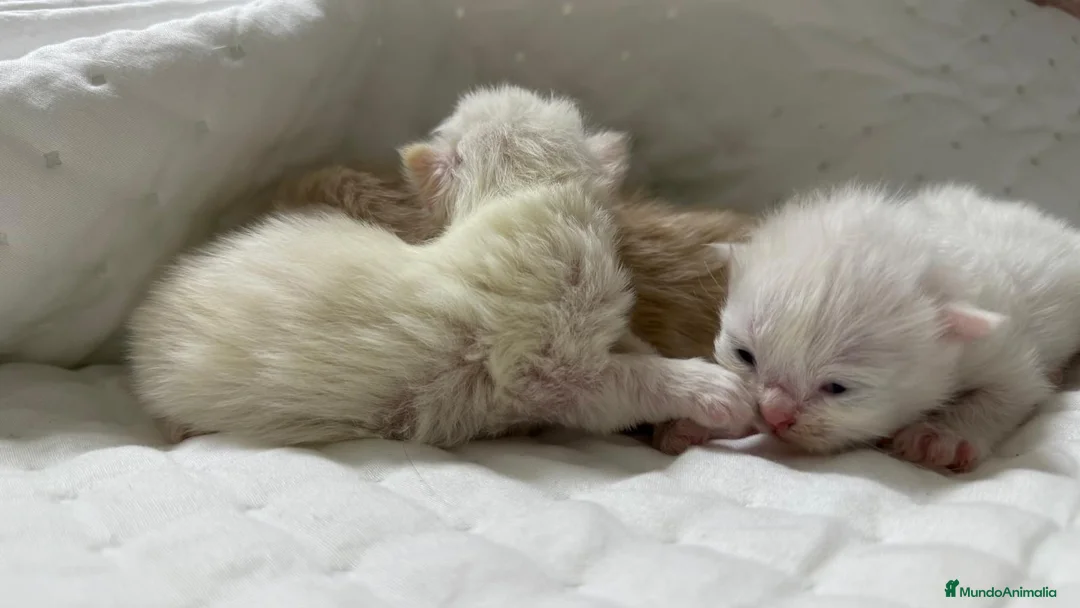 Persa gatos en venta: Gatos persas  - Anuncio 2
