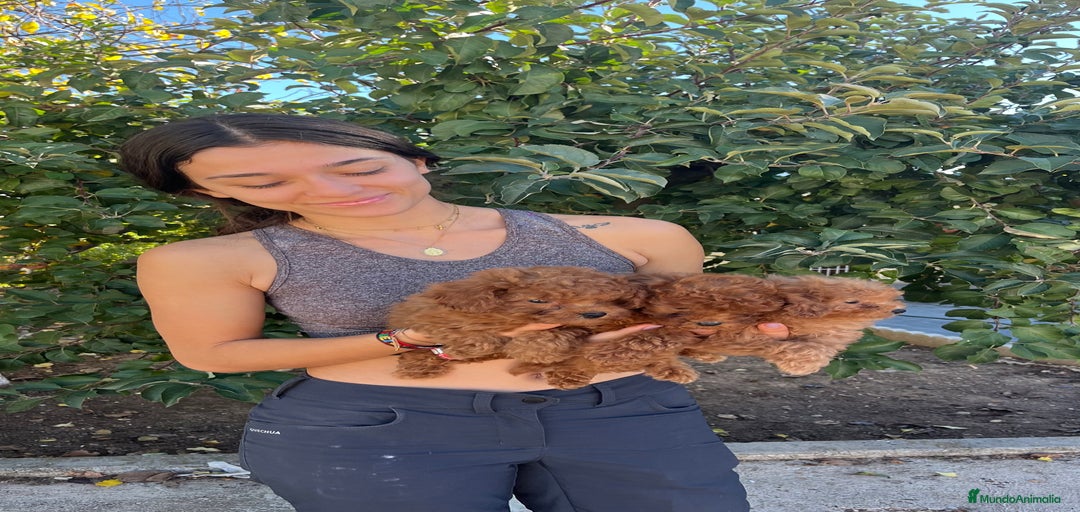 Imagen de galería {{count}}