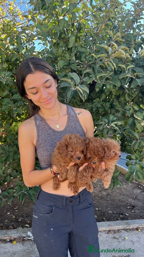 Imagen de galería {{count}}