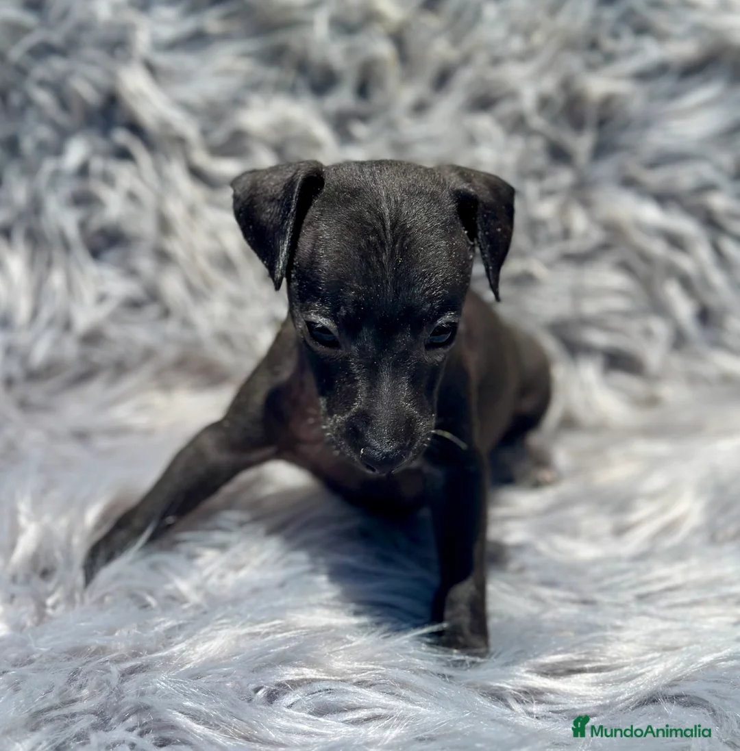 Pequeño Lebrel Italiano perros en venta: PICCOLO ITALIANO NEGROS - Anuncio 8