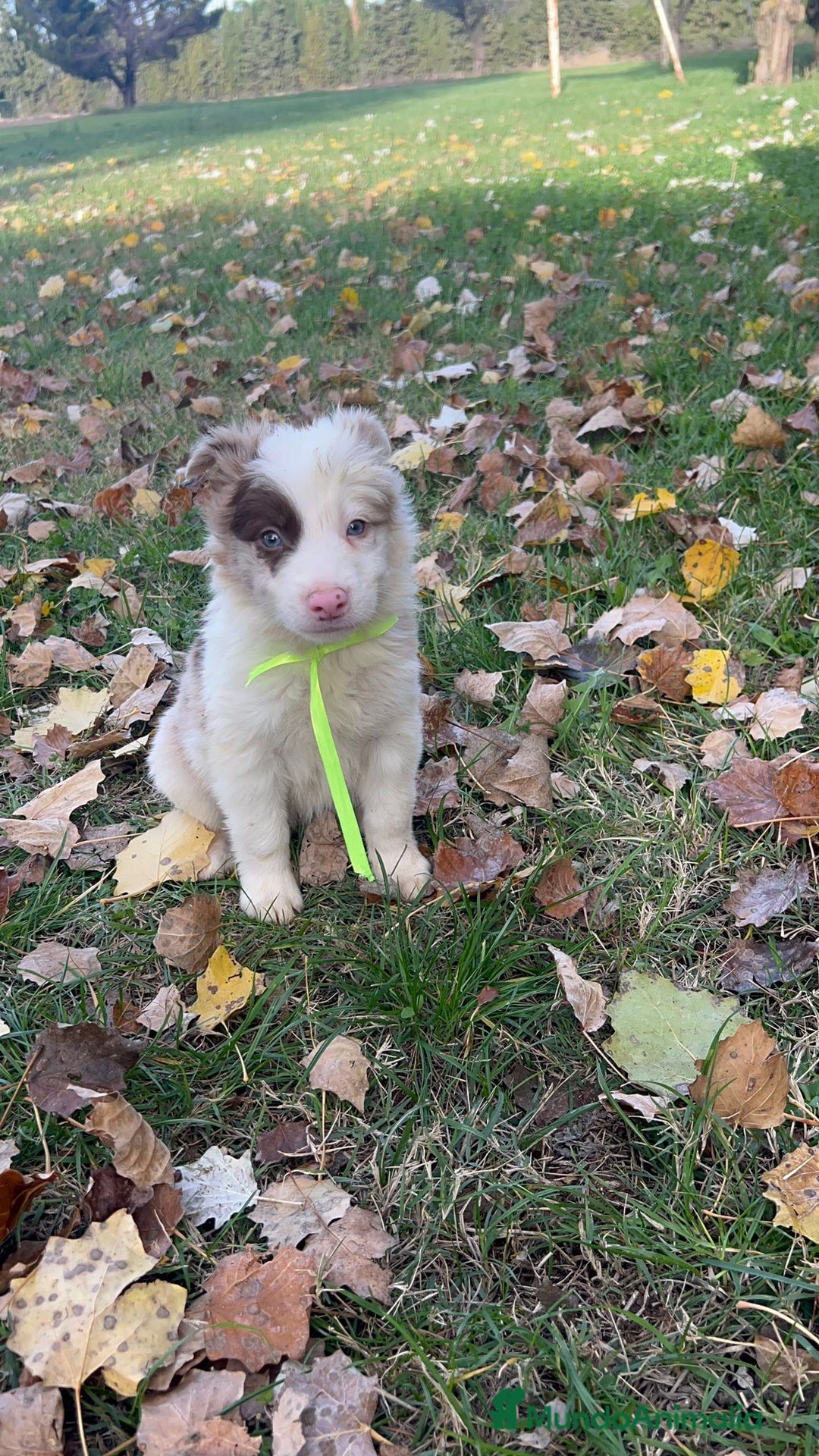 Border Collie perros en venta: Border collier  - Anuncio 11