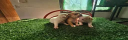 Chihuahua perros en venta: Chihuahuas mini - Anuncio 2