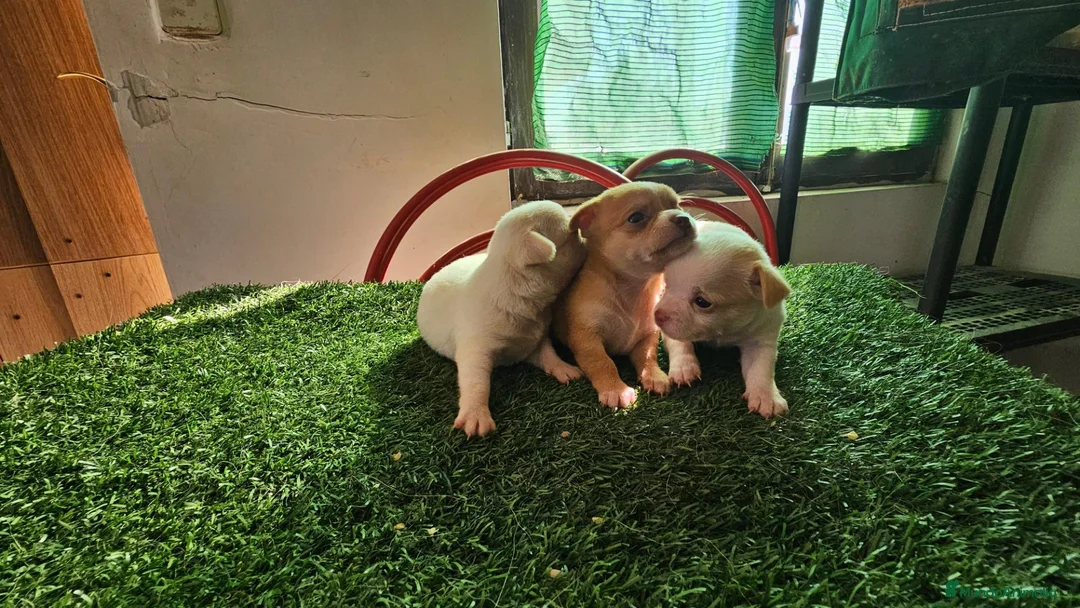 Chihuahua perros en venta: Chihuahuas mini - Anuncio 2