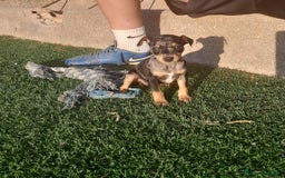 Pinscher Miniatura perros en venta: MINI PINCHER  - Imagen 3