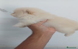 Pomerania perros en venta: Pomerania Mini  - Imagen 2