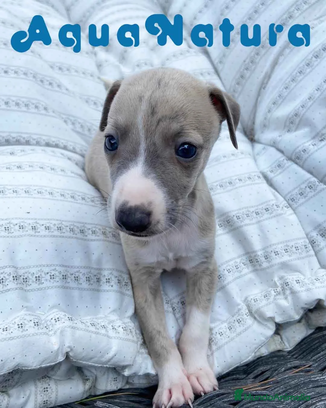 Pequeño Lebrel Italiano perros en venta:  Lebrel Italiano Macho 5891 - AQUANATURA en Barcelona - Anuncio 3