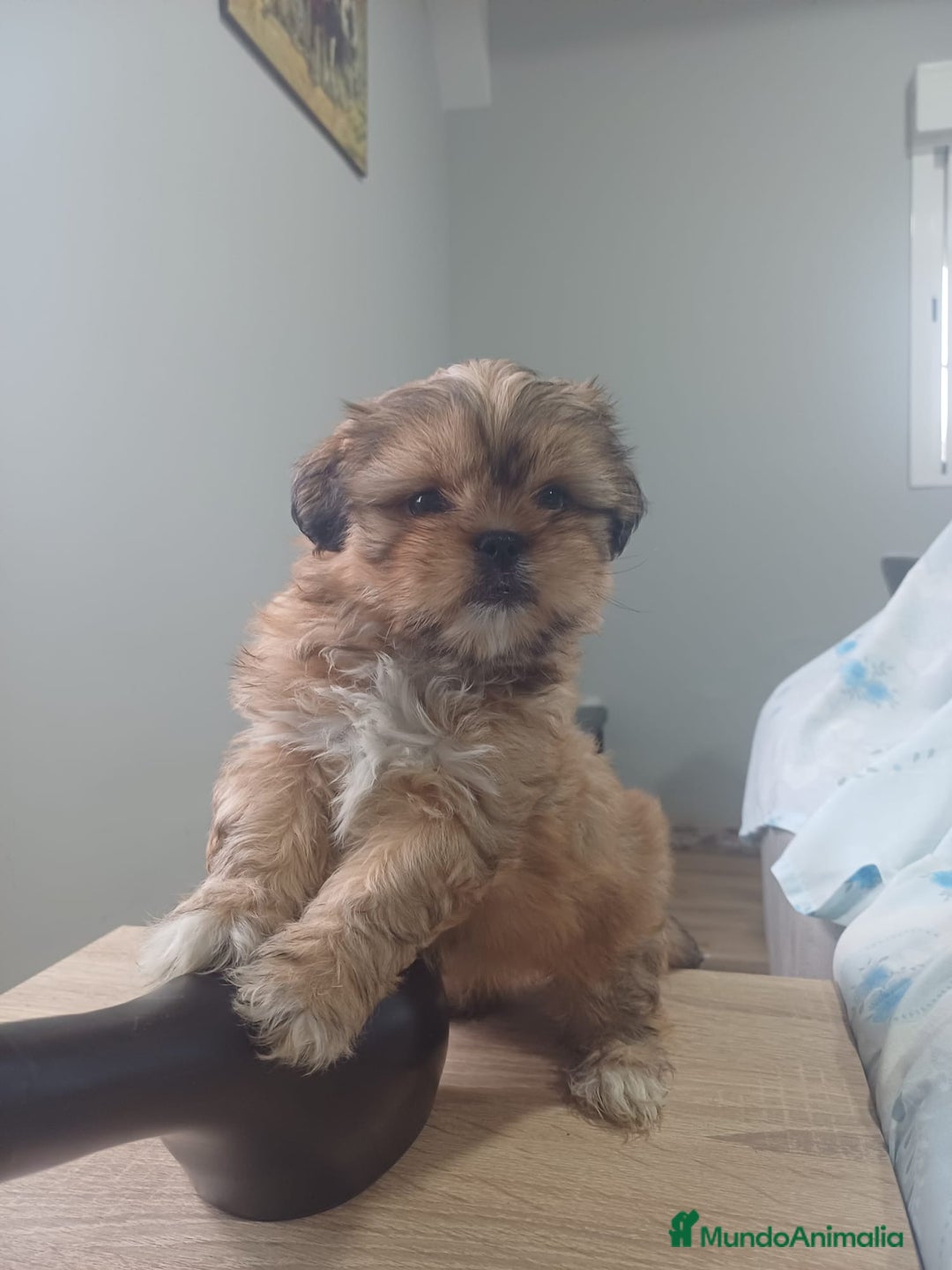 Shih Tzu perros en venta: Shih tzu - Imagen 5