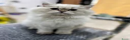 Británico de Pelo Largo gatos en venta: British adulto - Anuncio 2