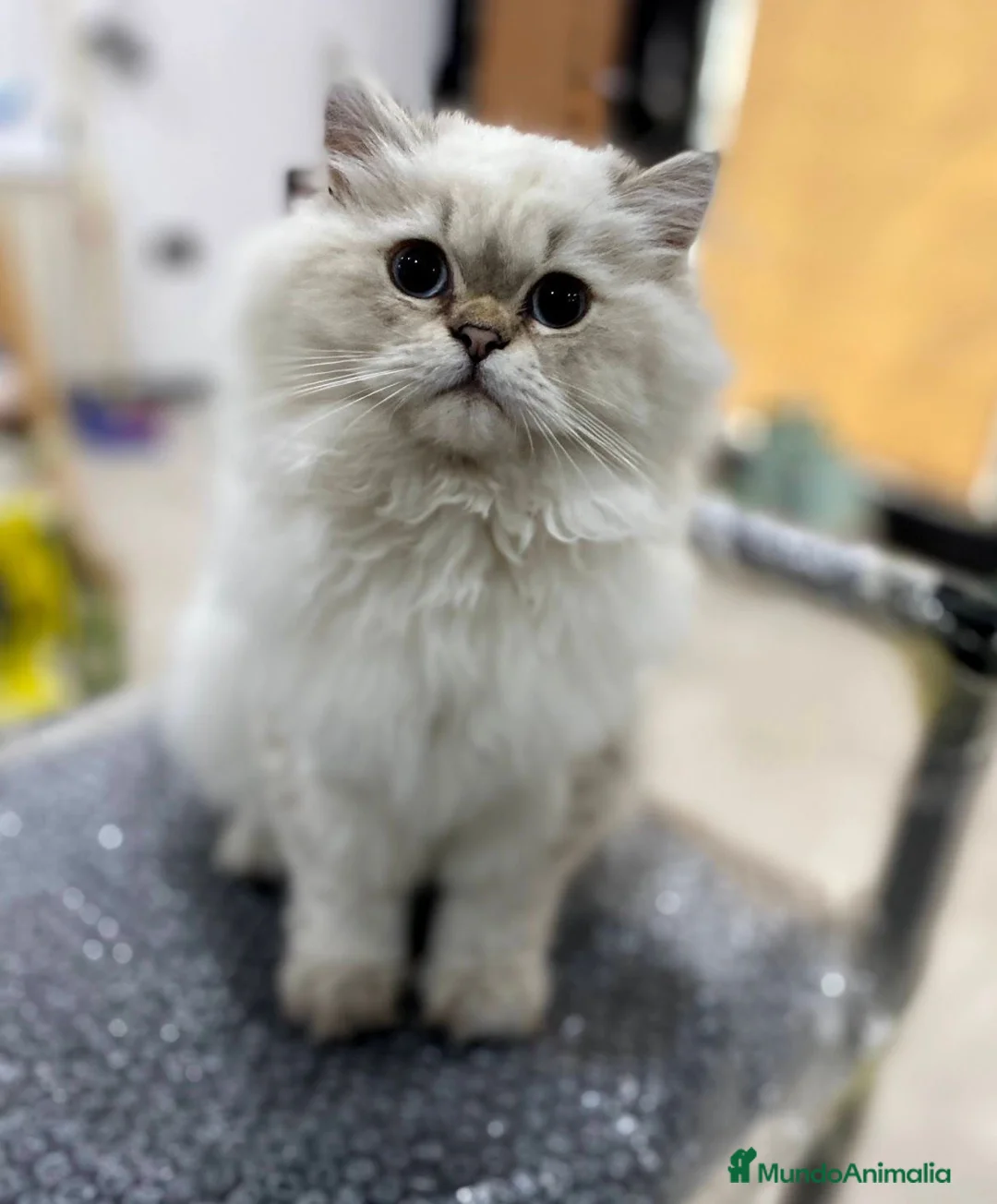 Británico de Pelo Largo gatos en venta: British adulto - Anuncio 2