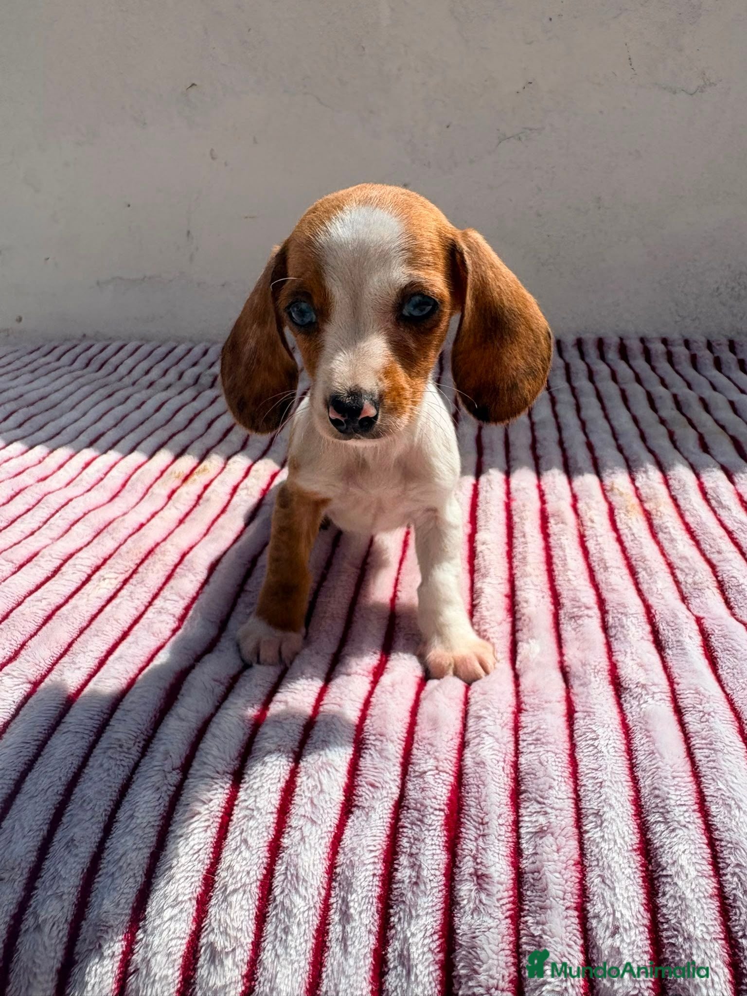 Teckel Miniatura perros Teckel Kaninchen - Anuncio 2