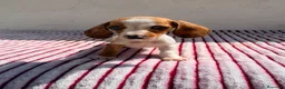 Teckel Miniatura perros en venta: Teckel Kaninchen - Anuncio 1
