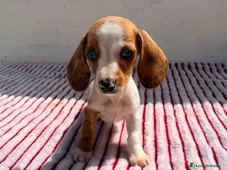 Teckel Miniatura perros Teckel Kaninchen - Anuncio 3