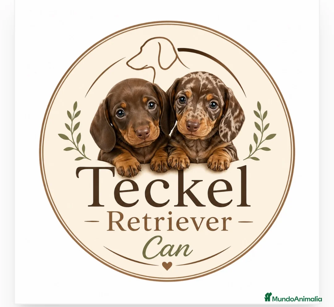 Teckel Miniatura perros en venta: Cachorros Teckel miniatura chocolate y arlequín  - Anuncio 2