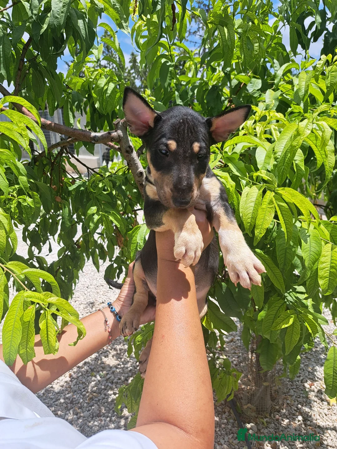 Bull Terrier perros en venta: Bull Terrier - Anuncio 5