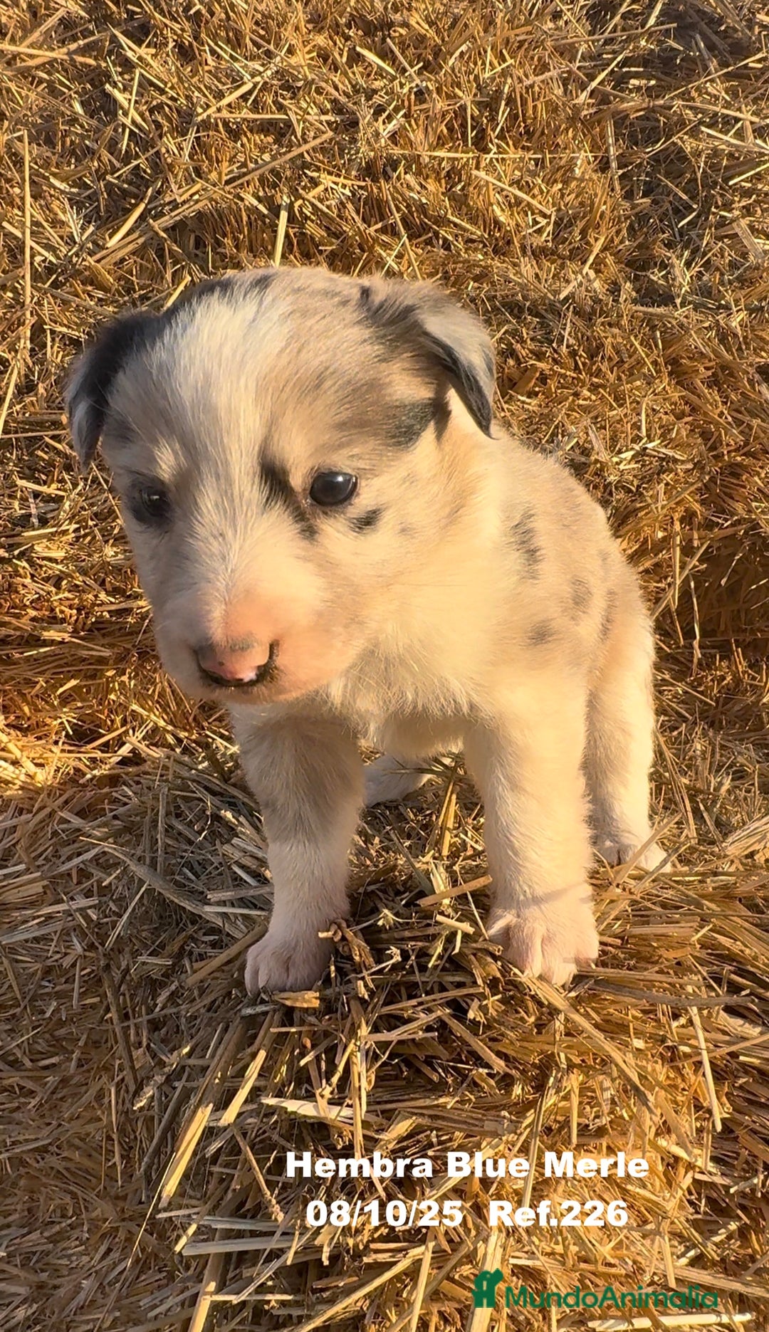 Border Collie perros en venta: Border Collie Blue Merle - Anuncio 7