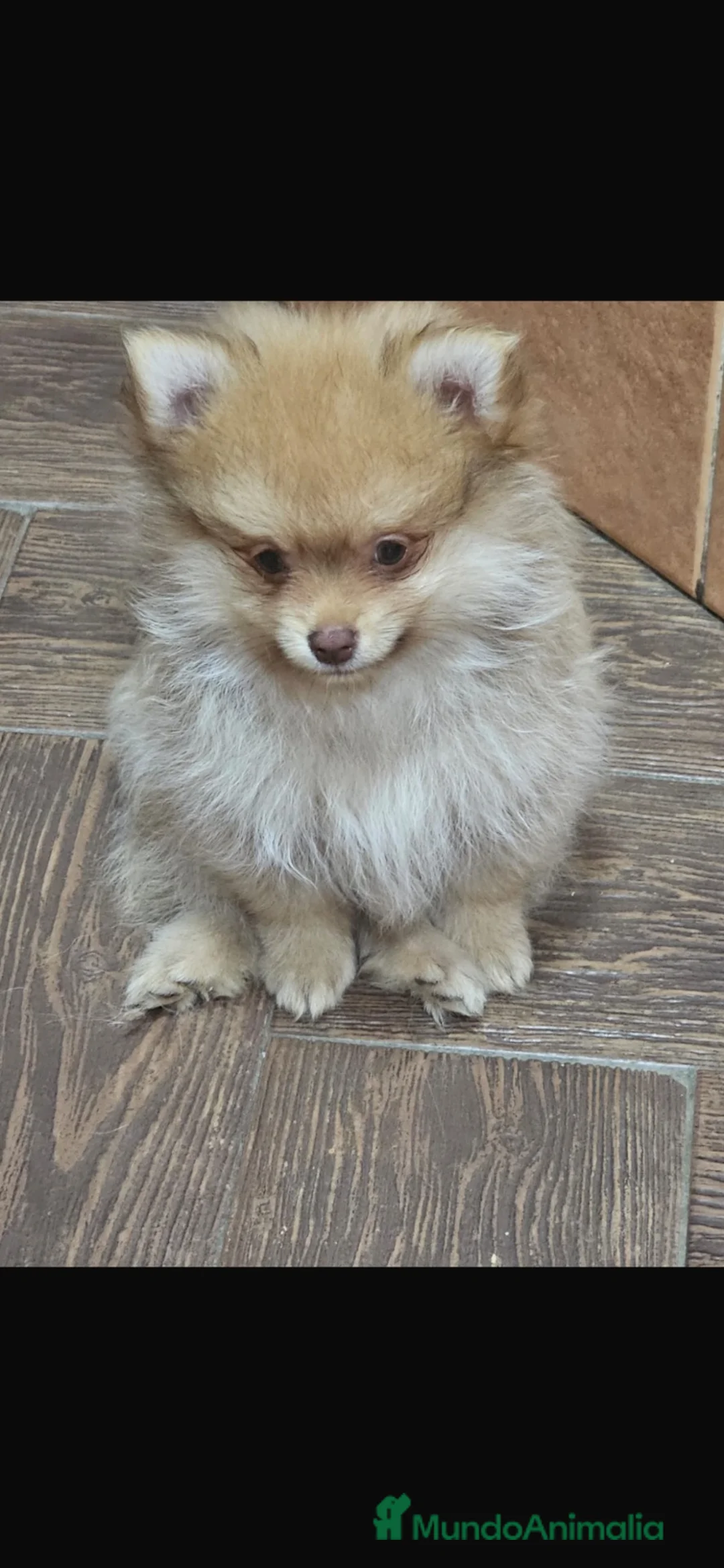 Pomerania perros en venta: Pomerania - Anuncio 2
