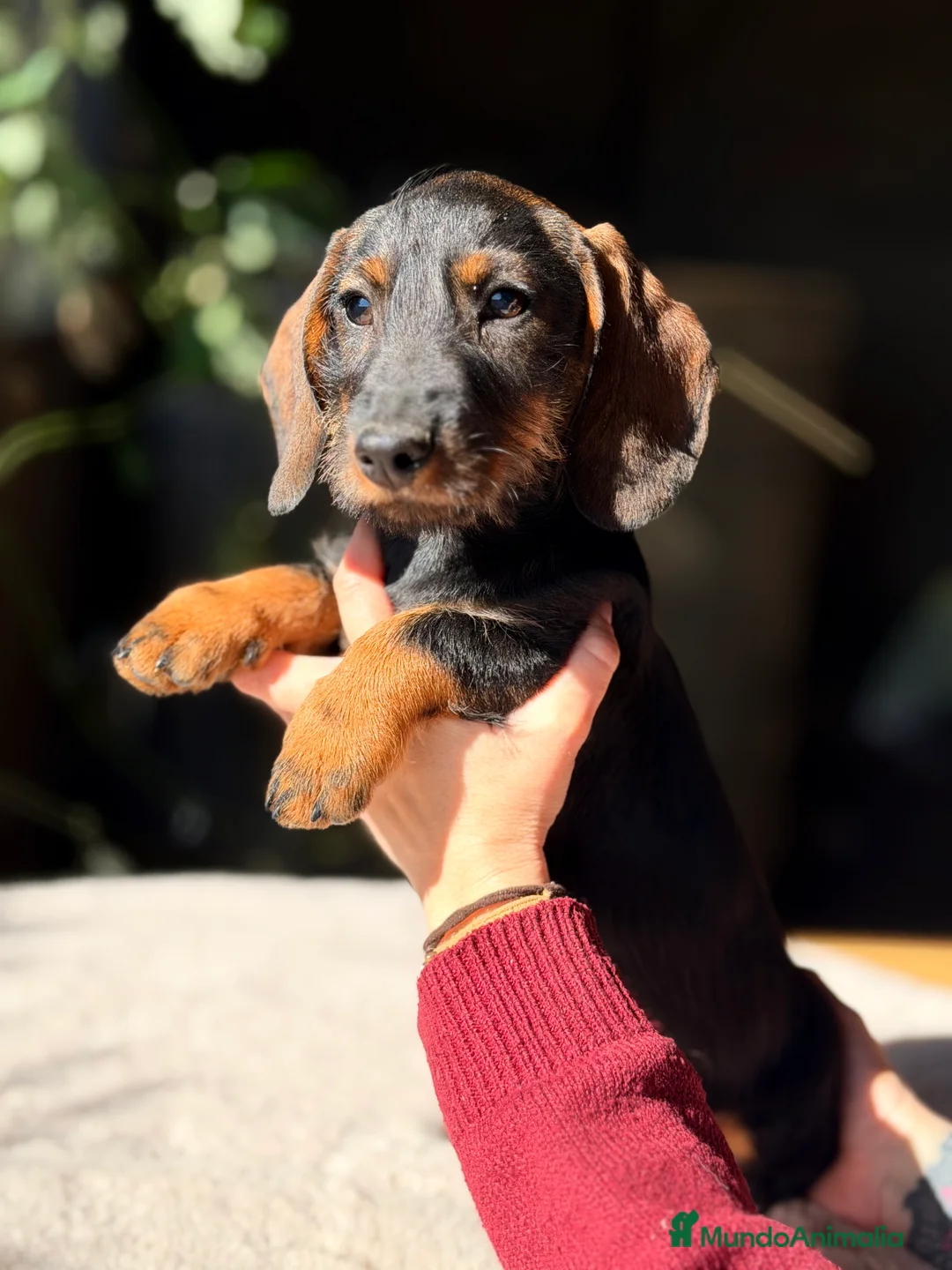 Teckel Miniatura perros en venta: Teckel jabalí macho  - Anuncio 3