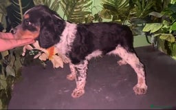 Épagneul Breton perros en venta: Excelentes cachorros spaniel bretón  - Imagen 2