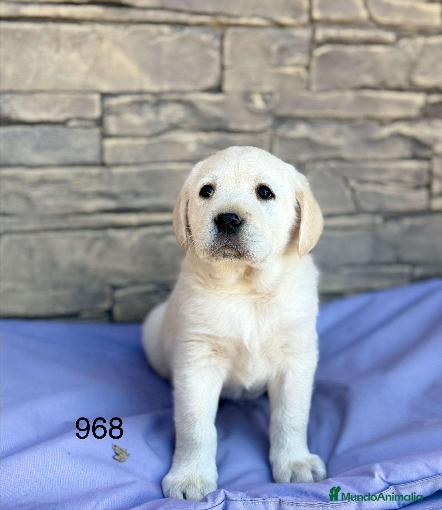 Labrador Retriever perros LABRADOR🐾 - Anuncio 1