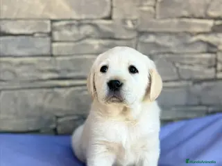 Labrador Retriever perros LABRADOR🐾 - Anuncio 1