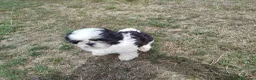 Shih Tzu perros en venta: Precioso cachorrito de Shih Tzu - Anuncio 4