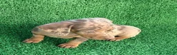 Teckel Miniatura perros en venta: Teckel kanichen  - Anuncio 2