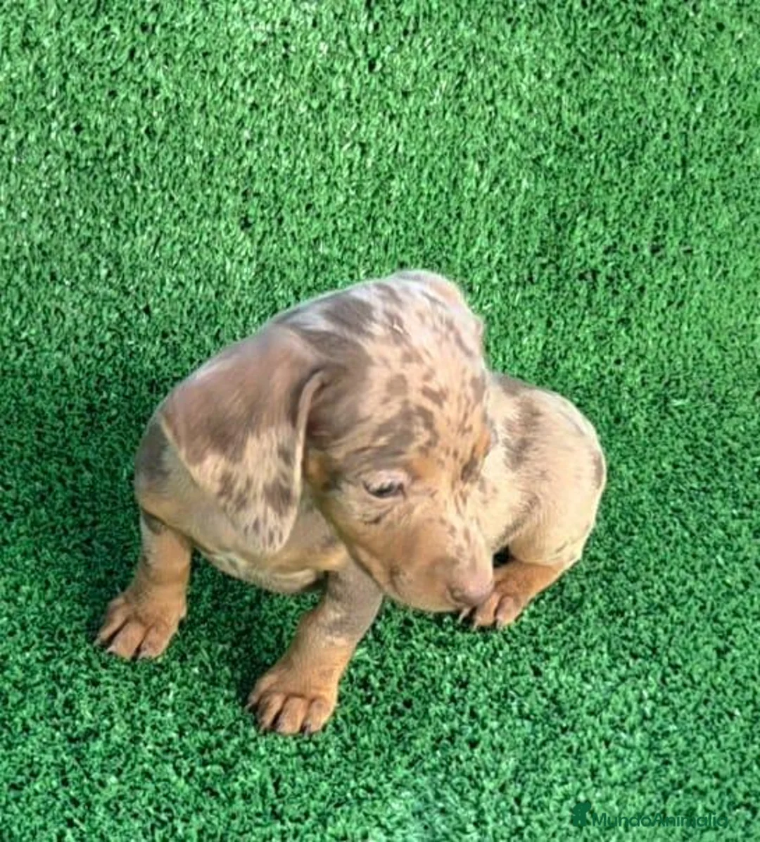 Teckel Miniatura perros en venta: Teckel kanichen  - Anuncio 2