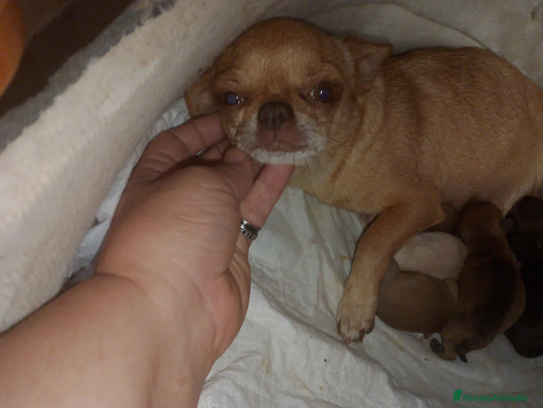Chihuahua perros en venta: Hembra enana negra tricolor  - Anuncio 3