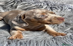 Teckel Miniatura perros en venta: Teckel miniatura  - Imagen 6